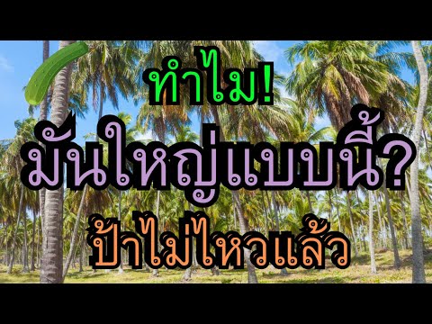 นิยายเรื่องสั้น นิยายรักโรแมนติก จบในตอน หวีติดใจ..ใจติดมือป้า 🌸🐰