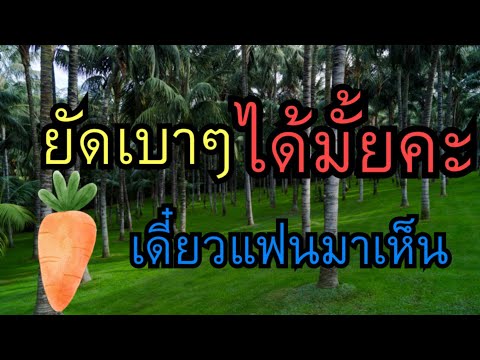 เรื่องสั้น นิยายเสียง เบาได้เบานะจ้ะ 🍋